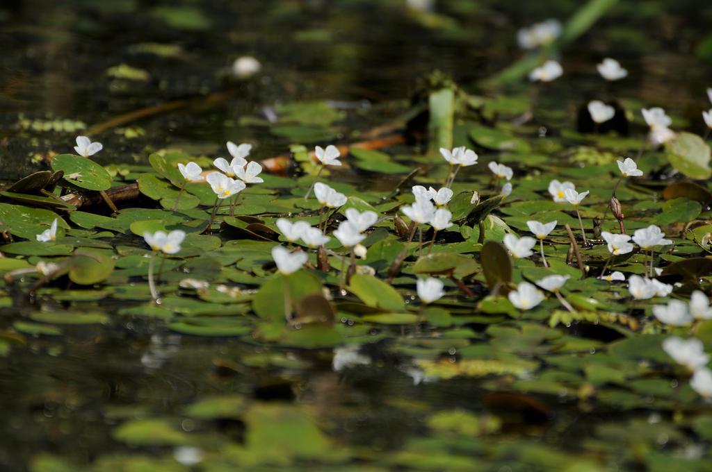Vila Delta Travel - Mila 23 Mila Douăzeci şi Trei Exteriör bild